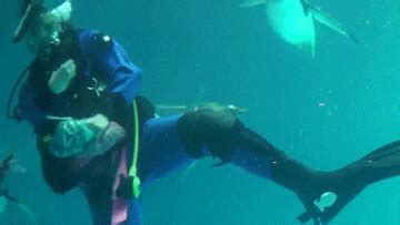 Penguins Swimming GIF by Cheezburger - Find & Share on GIPHY