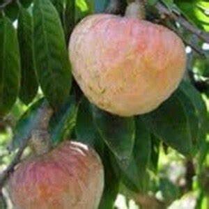Red Heart Fruit annona Reticulata ramphal Tree. Delicious Flavor Tree 5inch 1.5 Ft Tall - Etsy