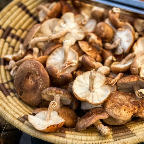 The 10 Biggest Mistakes People Make with Mushrooms and How to Avoid Th