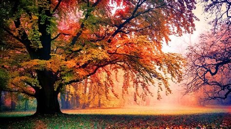 Beautiful Autumn Trees Wallpapers