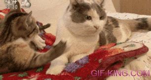 Frustrated Cat Gif