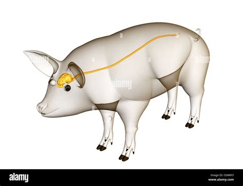 pig anatomy brain nerves with transparent body Stock Photo - Alamy