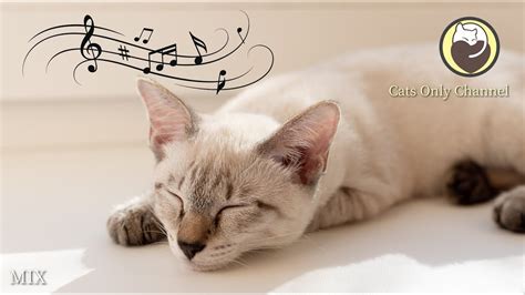 Cat Relaxation Music - Cat Purring Sounds & Relaxing Harp Music (MIX) - YouTube