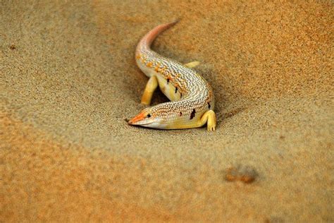 Just Keep Swimming, Swimming Sandfish | Featured Creature