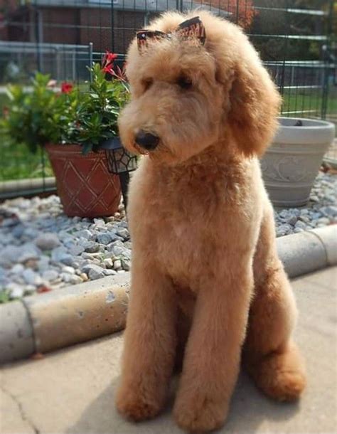 Goldendoodle haircuts, Dog haircuts, Goldendoodle grooming