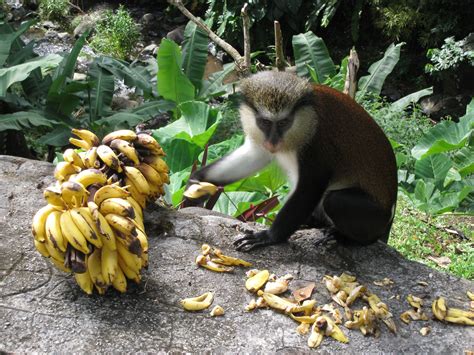 Monkey eating bananas.