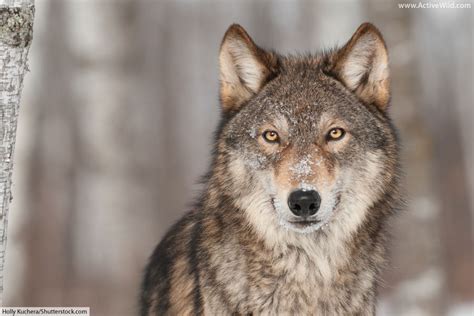 Gray Wolf Facts: Discover One Of The World's Best-Known Predators