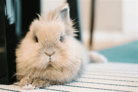 Lionhead Rabbit (Size, Color, Temperament, Behavior)