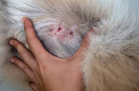 German Shepherd Skin Scabs: Everything You Need to Know