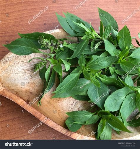 Basil Leaves Daun Kemangi On Wooden Stock Photo 2063897726 | Shutterstock