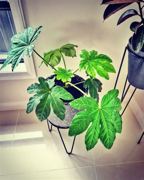 Indoor plant | Fatsia japonica, Indoor plants, Plants