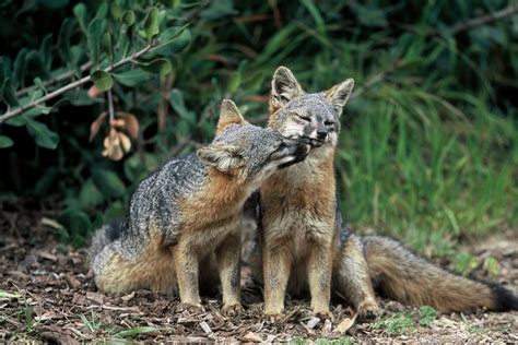 URUGUAY Y SUS CURIOSIDADES--URUGUAY AND ITS CURIOSITIES: PAMPAS FOX IN ...