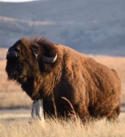 Finding Buffalo (Bison) at the Wichita Mountains — Oceans to Alpines