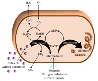 Metabolism - Wikipedia