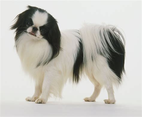 Japanese Chin (Japanese Spaniel): Characteristics & Care