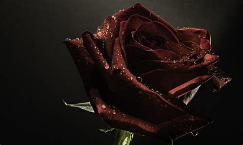 Red Rose 1 | Carl Harper | Flickr