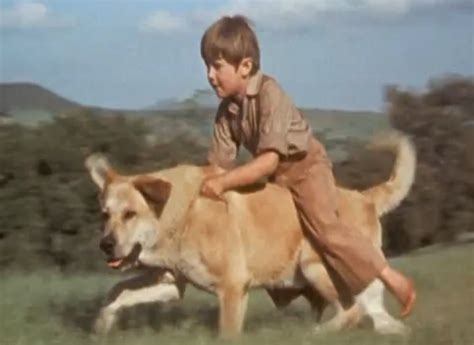 Watch Old Yeller (1957) Full Movie Online For Free Without Download-Watch Kids Movies Online For ...