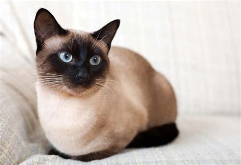 7 Best Cat Breeds in India