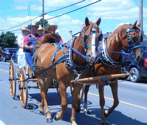 Ronna's Blog: Photo Album: Horse & Buggy Parade