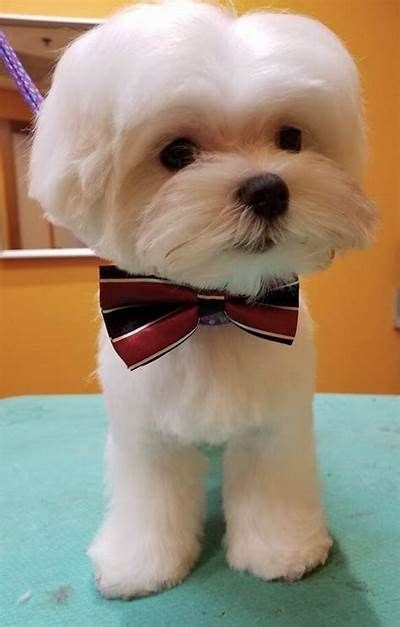 Pin on Maltese Maltese Puppy Cut, Maltese Haircut, Maltese Dogs, Teacup ...