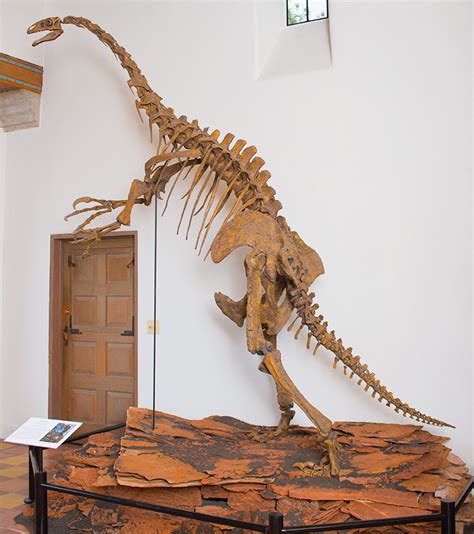 Therizinosaurus Skeleton