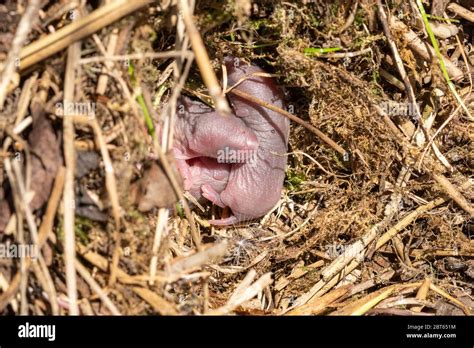 Field vole nest (Microtus agrestis) with three newborn animals, UK ...