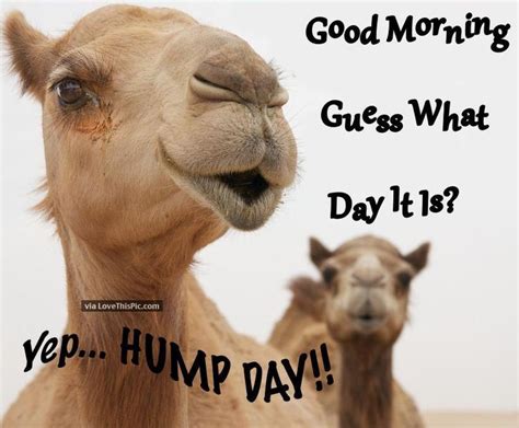 Good Morning Guess What Day It Is. Yep Hump Day! | Funny good morning messages, Morning humor ...