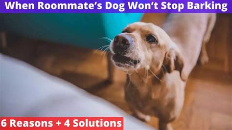 When Your Roommate’s Dog Won’t Stop Barking [Reasons + Solutions]