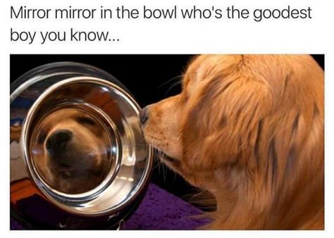 48 Funny Dog Memes That Are Equal Parts Hilarious And Adorable