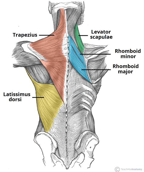 Muscles of the Back - TeachMeAnatomy