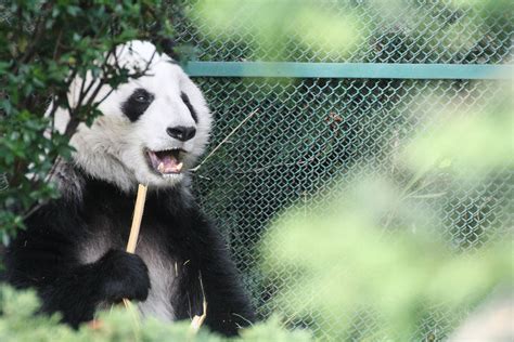 Chapultepec Zoo