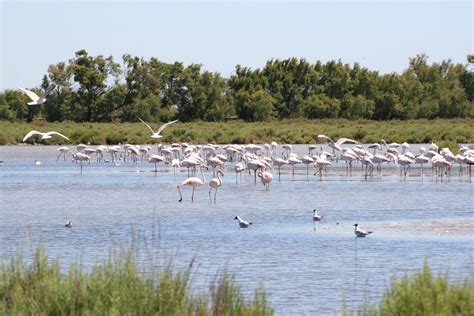 La Camargue...Unique Nature » Oliver's France