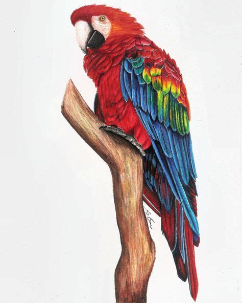 a drawing of a Scarlet Macaw parrot in prismacolor pencils on paper. | Parrots art, Parrot ...