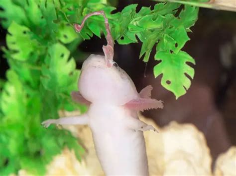 How Long Can an Axolotl Go Without Food - AMPHIPEDIA