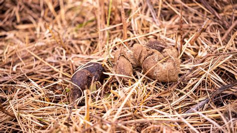 What Does Coyote Poop Look Like? (Coyote Droppings in Your Yard)