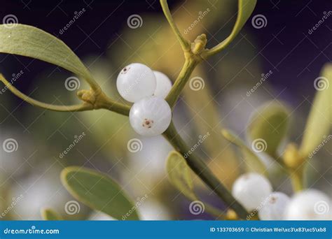 Berries of a European Mistletoe Viscum Album Stock Image - Image of fruit, decorative: 133703659