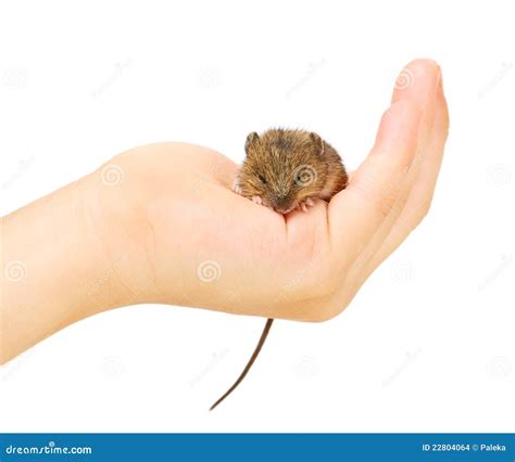 Mouse on arm stock photo. Image of mouse, baby, brown - 22804064