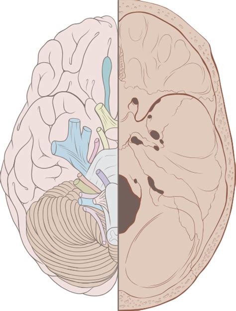 Cranial nerves - Wikipedia