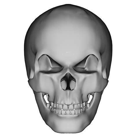 Human Skull 2 Free Stock Photo - Public Domain Pictures
