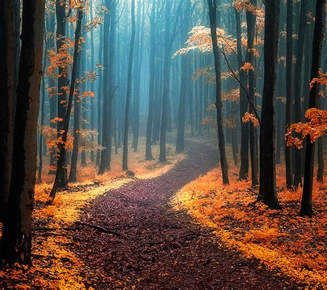Autumn, forest, HD wallpaper | Peakpx