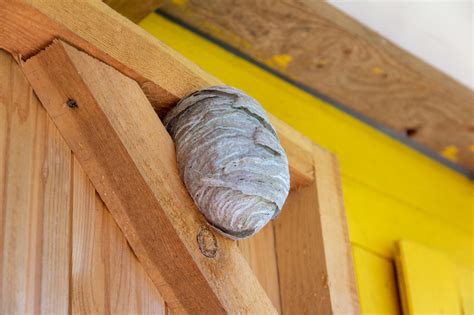 Can A Wasp Nest Damage Your House? | CIA Landlords