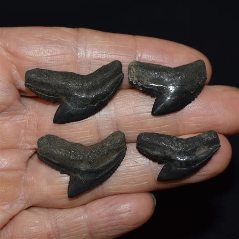 Bargain Set of Four Fossil Tiger Shark Teeth Miocene 5 24 Million Years ...