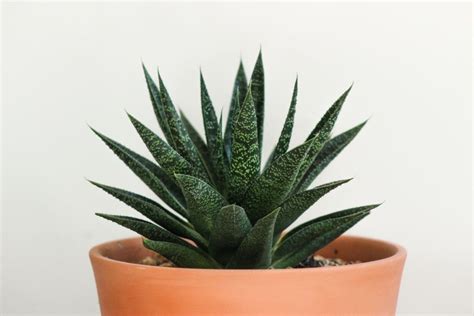 How Often Do You Water Aloe Vera? - Botanic Box