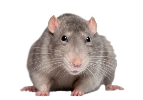 Rat PNG Transparent Images