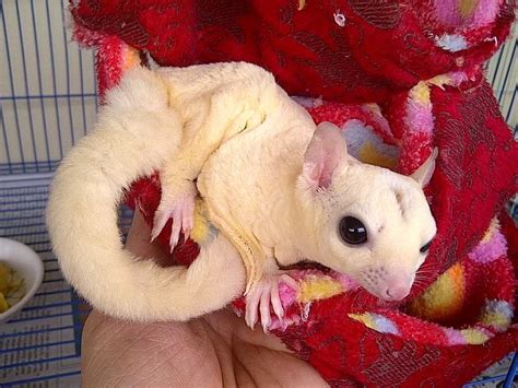 Terjual Sugar Glider Mosaic, Creamino, Leucistic, White Face White Tip | Sugar glider, Gliders ...