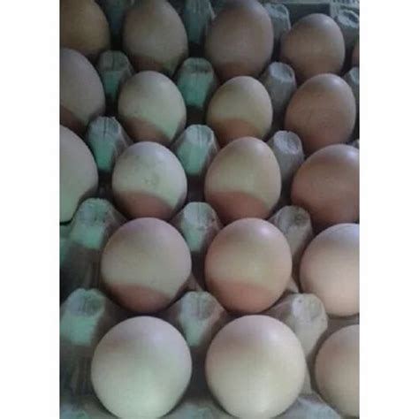 Kadaknath Chicken Eggs at Rs 35/piece | पक्षियों के अंडे in Nashik | ID: 15370664597