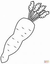 Carrot coloring page  Free Printable Coloring Pages sketch template