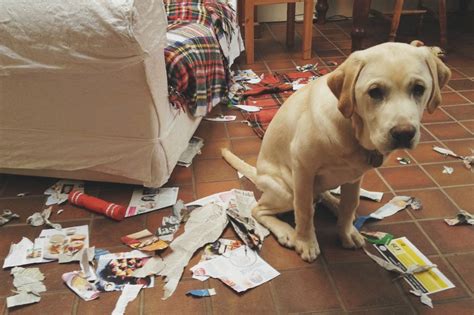 Your Dog Doesn't Feel Bad for Bad Behavior — Dog Training for Utah County