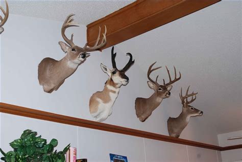 How To Hang Deer Mount On Drywall - Zeke Adventure Blog