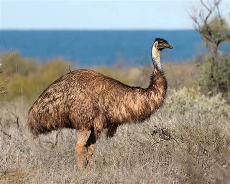 Emu - Facts, Diet, Habitat & Pictures on Animalia.bio